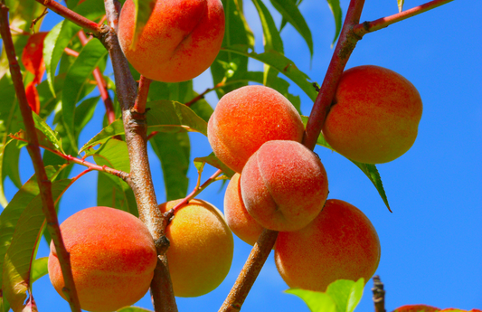 At what temperature should you cover fruit trees?