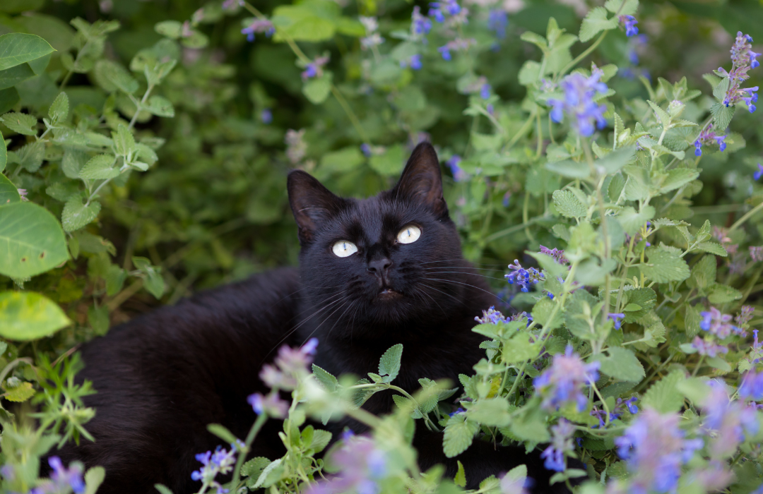 Is catnip easy to grow?