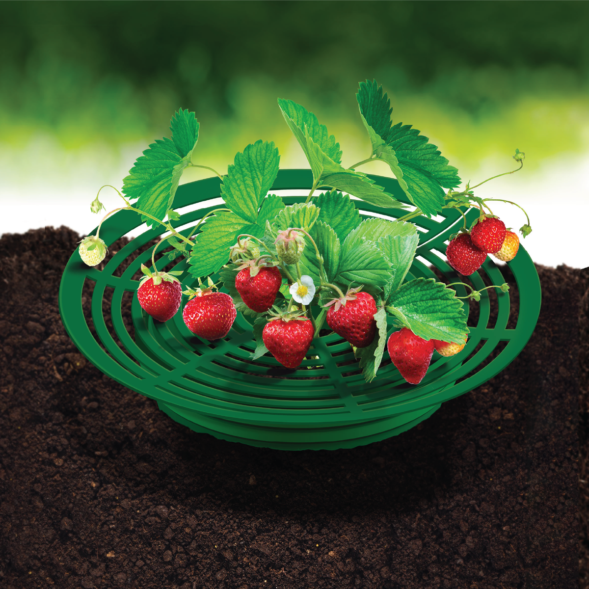 Strawberry Support Cradle, 6 Pack – Rooted Promise