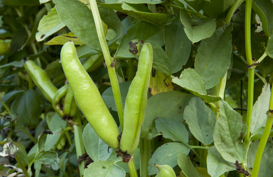 How being full of beans can be fun, entertaining, and nutritional.