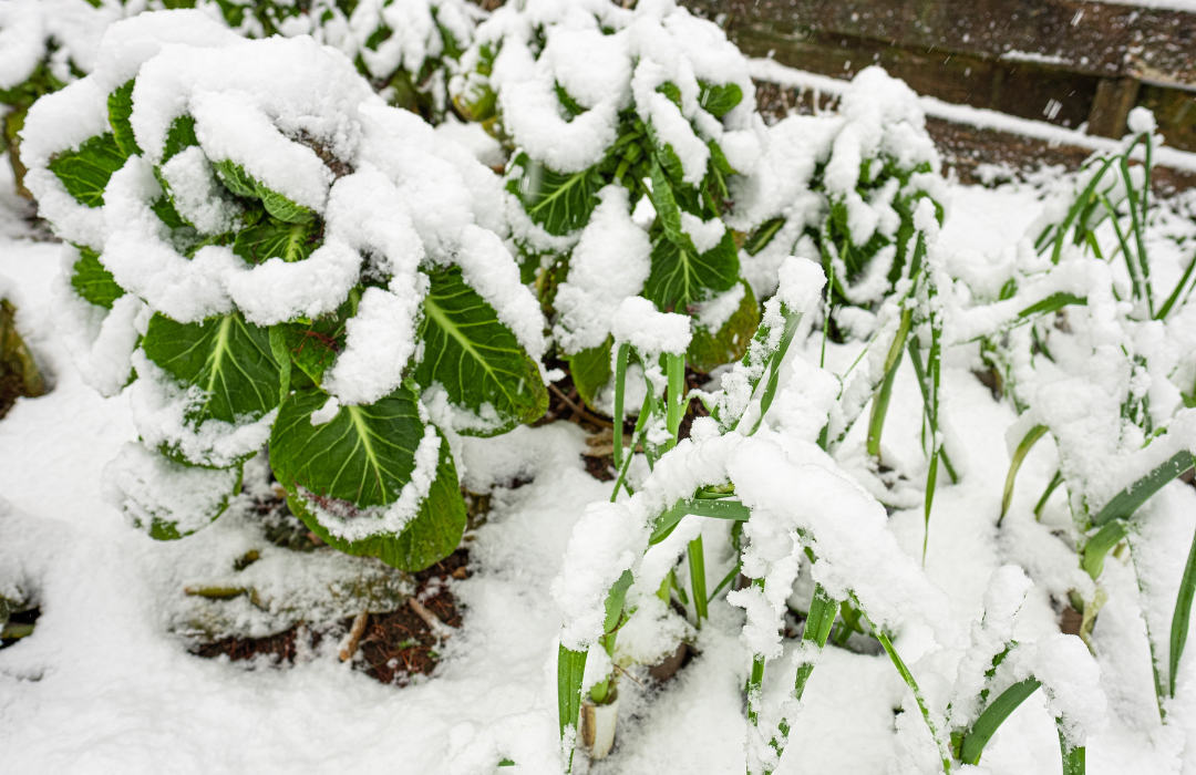 What are sustainable ways to prepare your garden for winter?