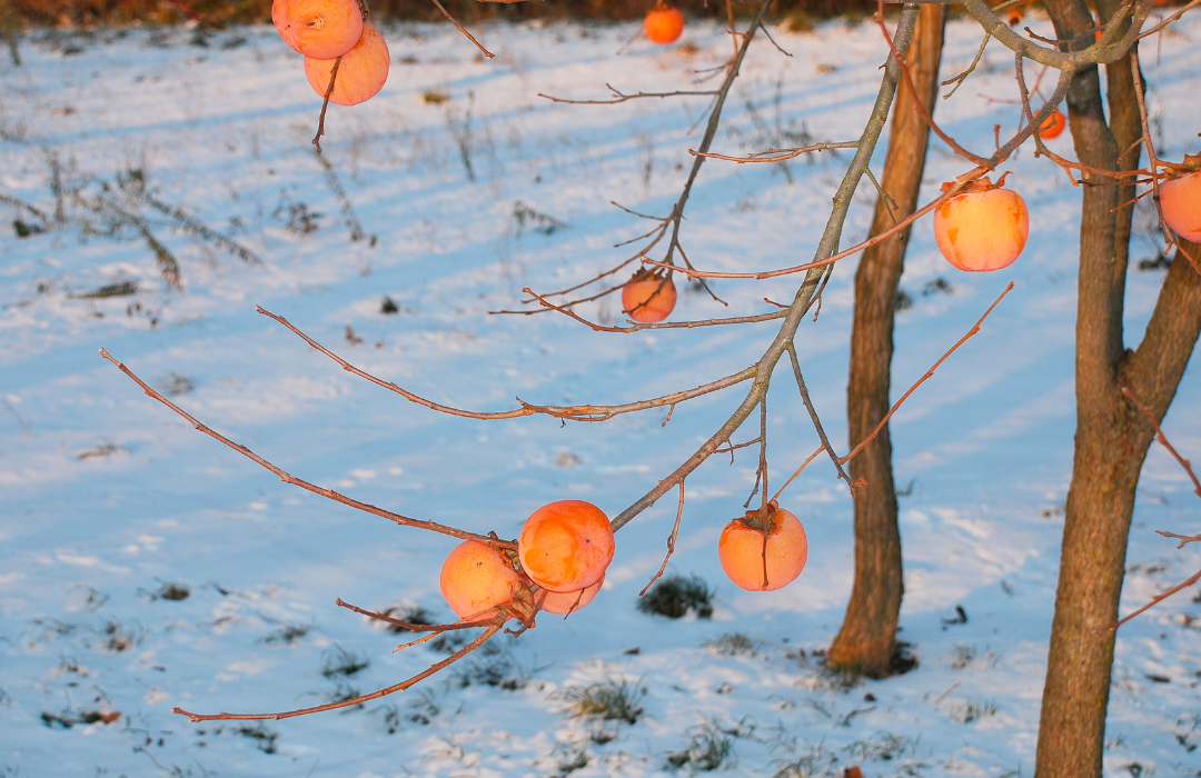 Will a freeze hurt fruit trees?