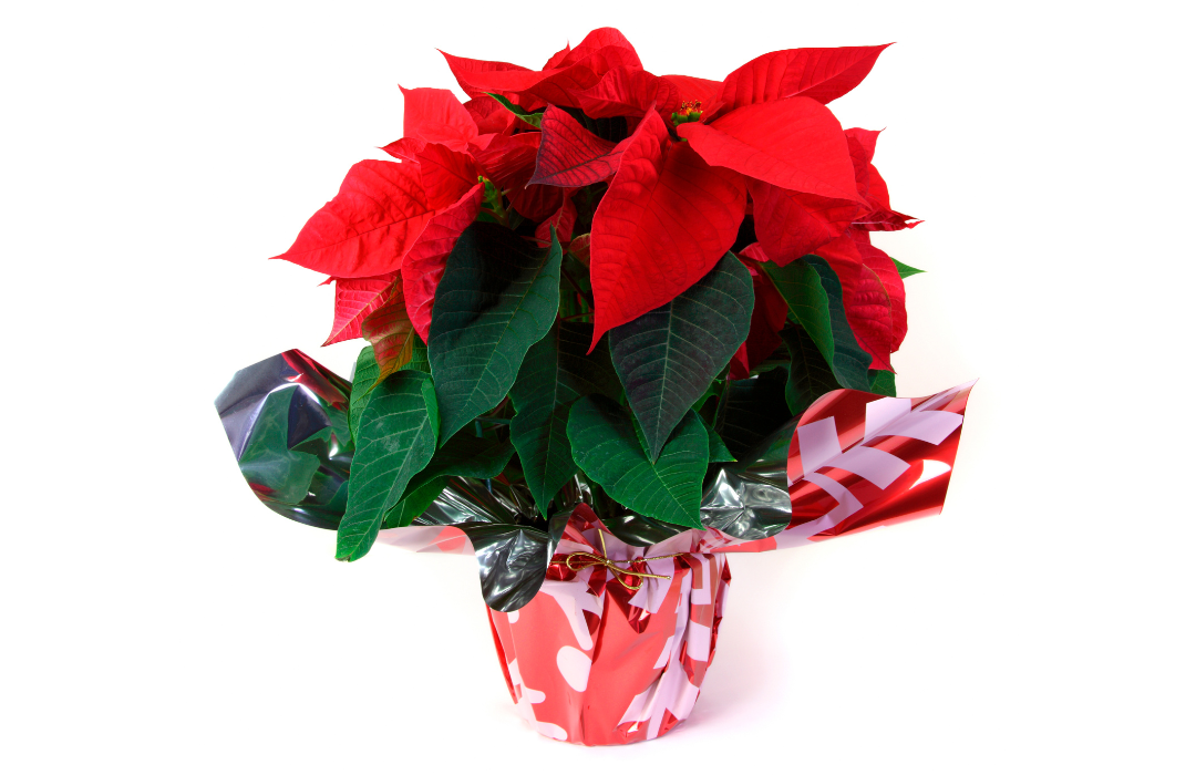 Make Your Own Holiday-Themed Container Gardens