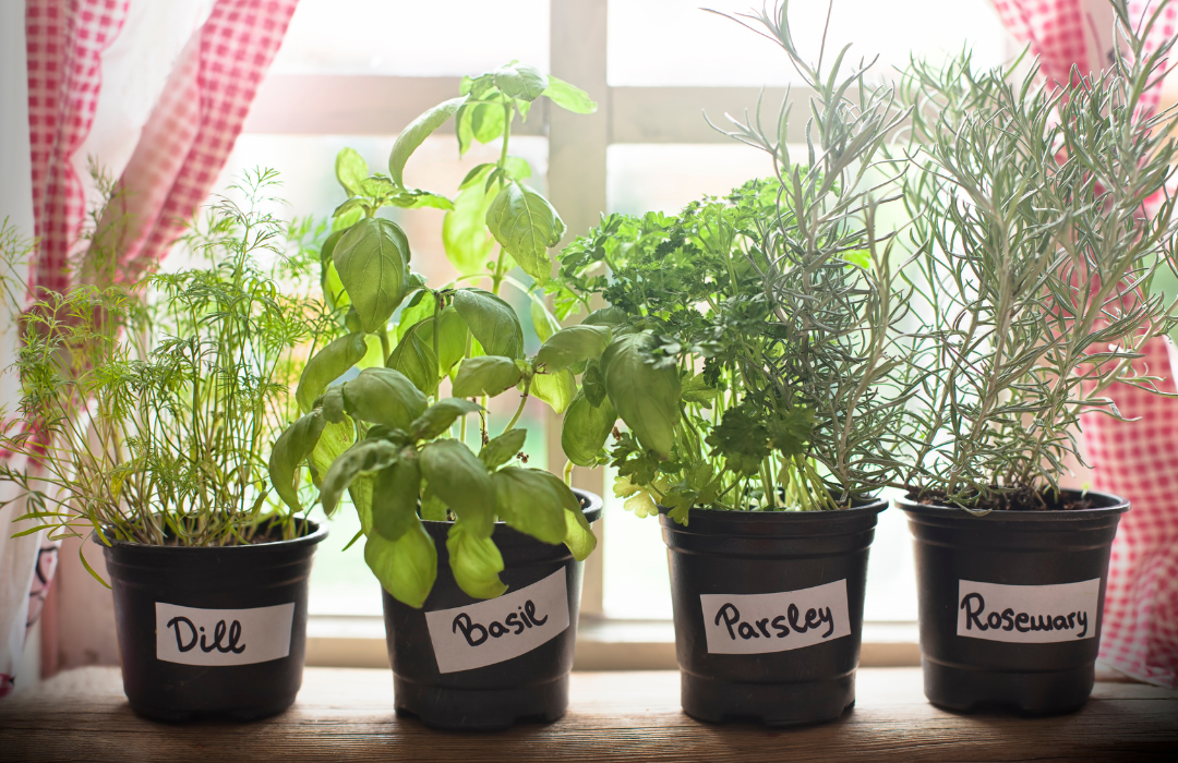 How to Grow Herbs Indoor During the Winter