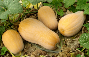 Winter Vegetables for Delicious Side Dishes