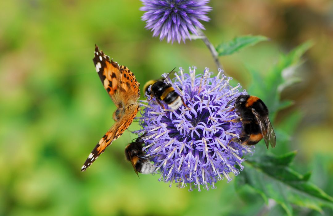 Why should I plant a pollinator garden?