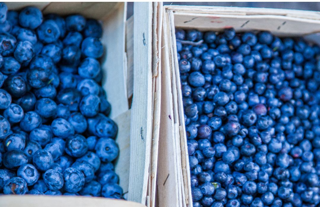 Do blueberries grow well in containers?