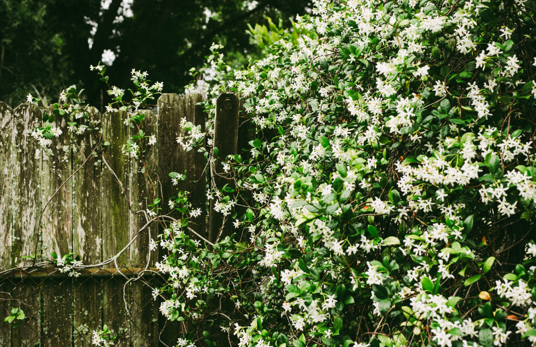 What is the best smelling flower to grow?