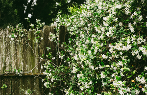 What is the best smelling flower to grow?