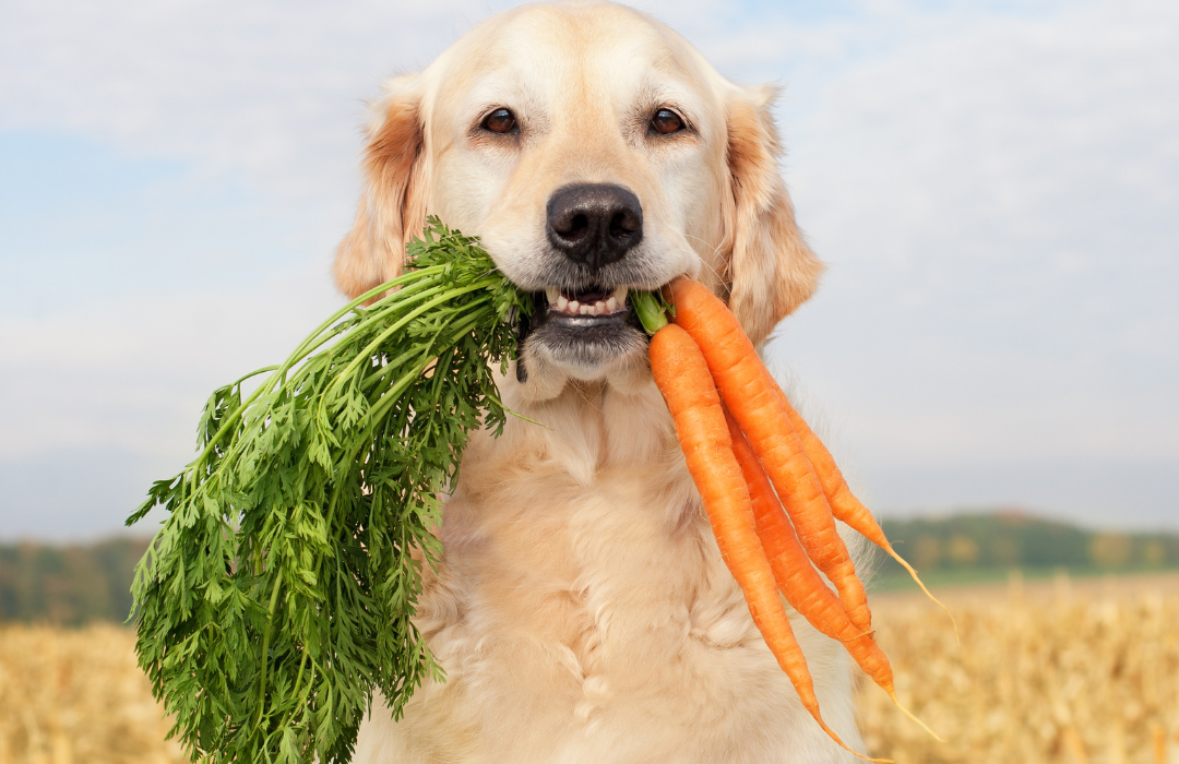 What herbs and vegetables are safe for dogs?