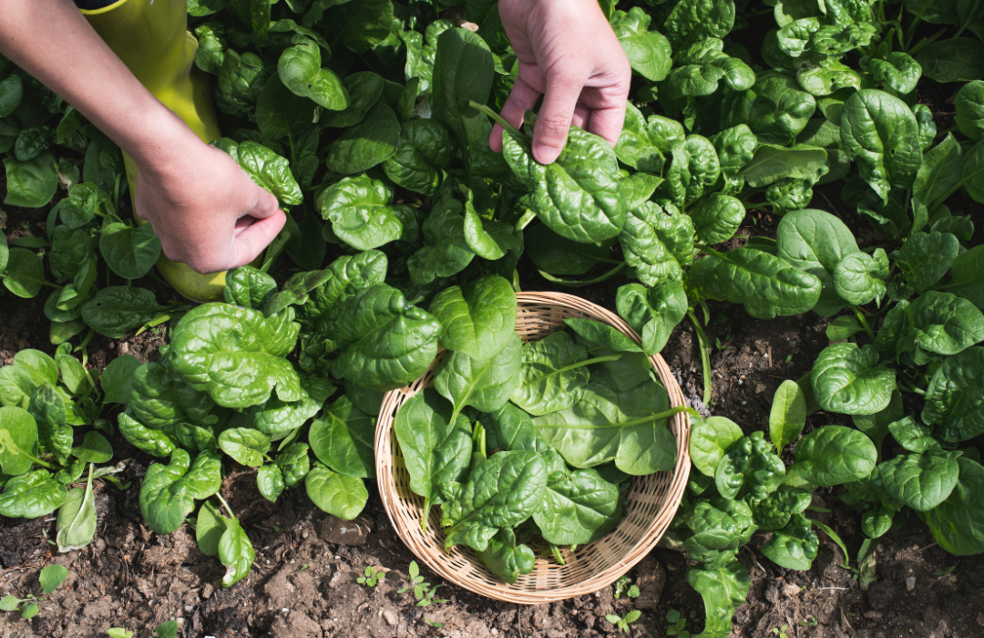 What is the secret to growing spinach?