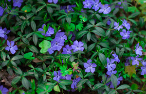 What are the disadvantages of ground cover?