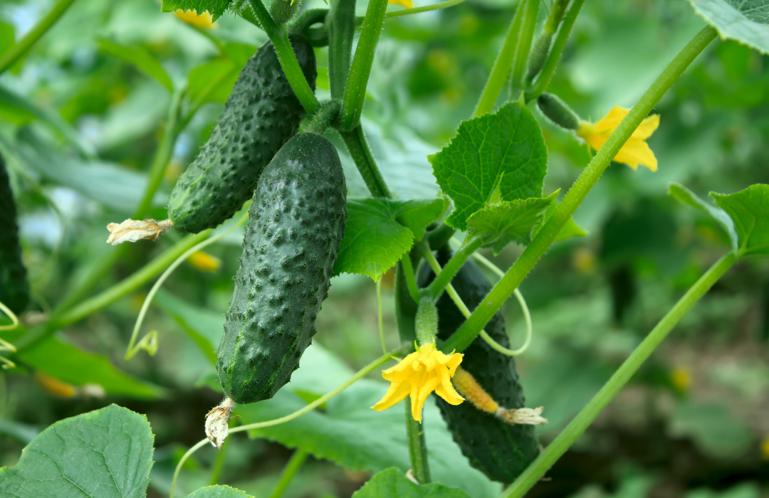 How do I know when a cucumber is ready to pick?