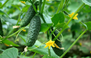 How do I know when a cucumber is ready to pick?