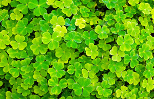 Why is it so rare to find a four-leaf clover?
