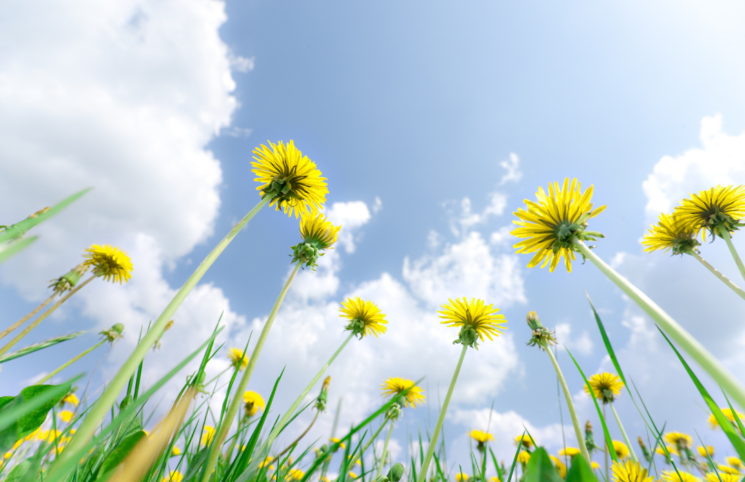 Common Weeds with Powerful Medicinal Uses