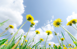 Common Weeds with Powerful Medicinal Uses