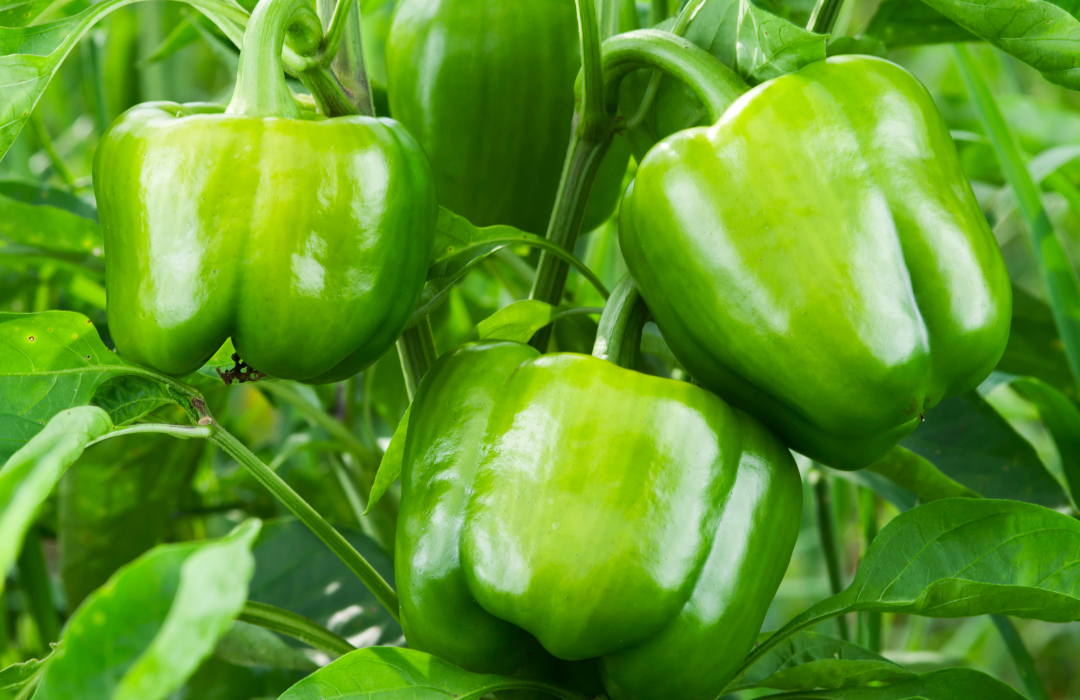 What is the secret to growing bell peppers?