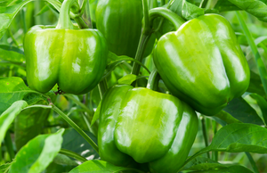 What is the secret to growing bell peppers?