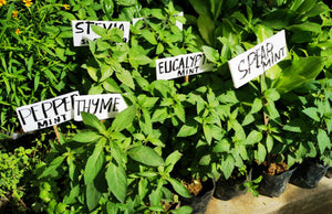 How to start an herb garden outside?