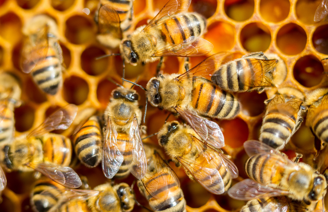 How do you make honeybees happy?