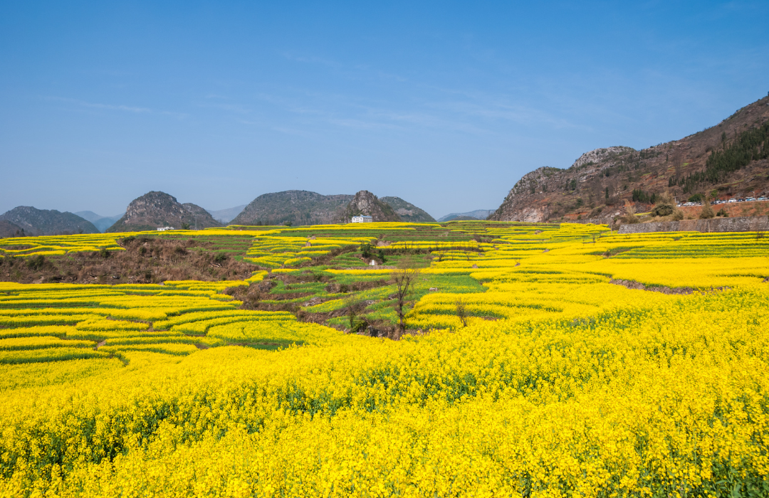 How to turn a mustard plant into mustard.