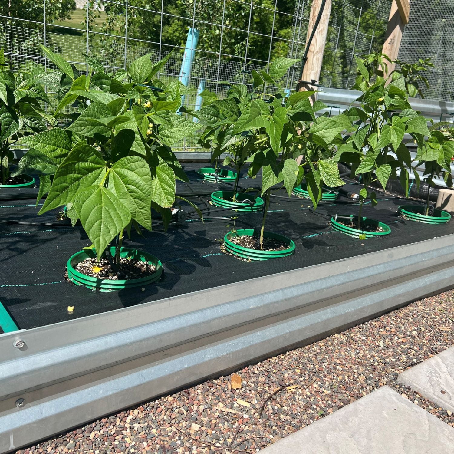 Grow Rings, 7 inches, Multicolor - 12 pack