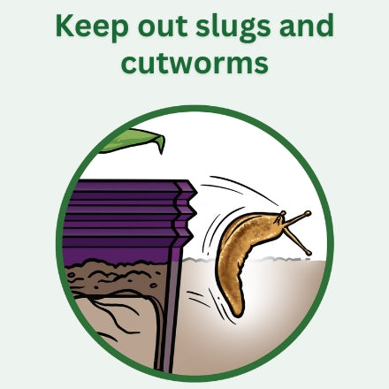 Germination Kit - 4 Pack - Purple