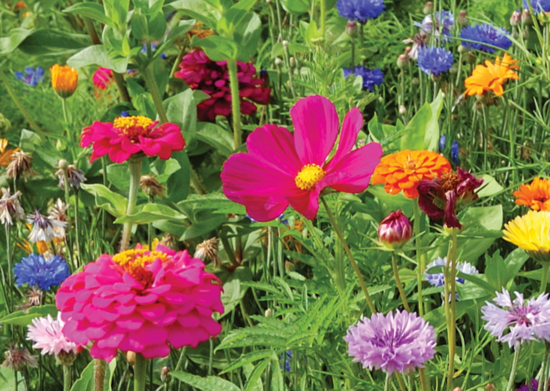 Flower Mix – Rooted Promise
