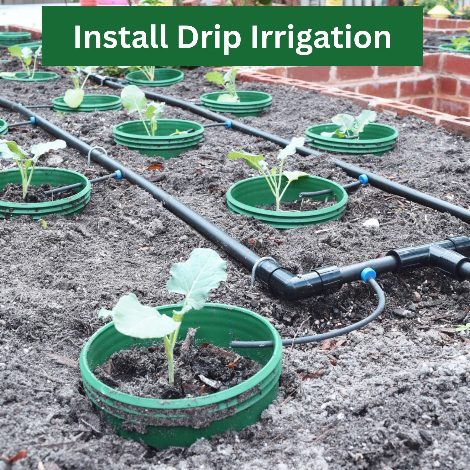 Grow Rings, 7 inches, Multicolor - 12 pack