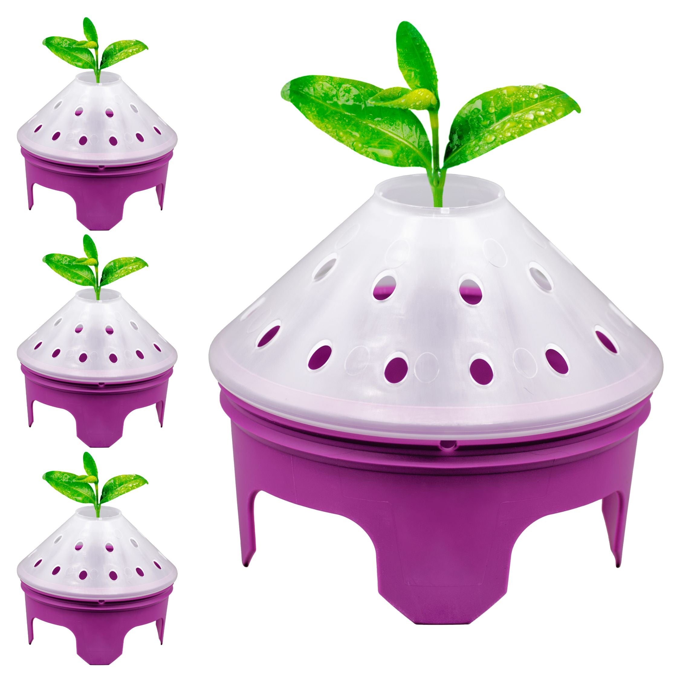 Germination Kit - 4 Pack - Purple