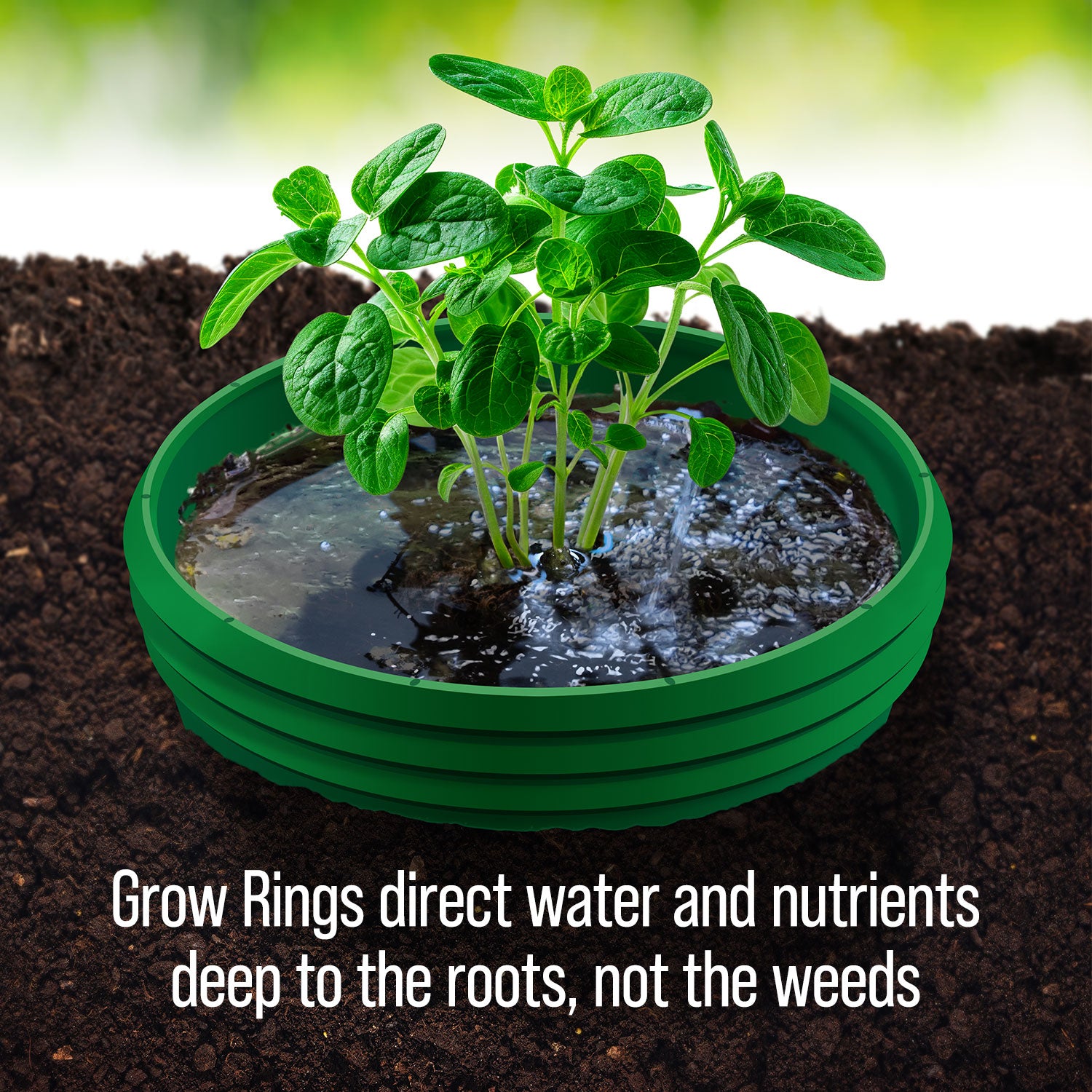 Green Grow Rings
