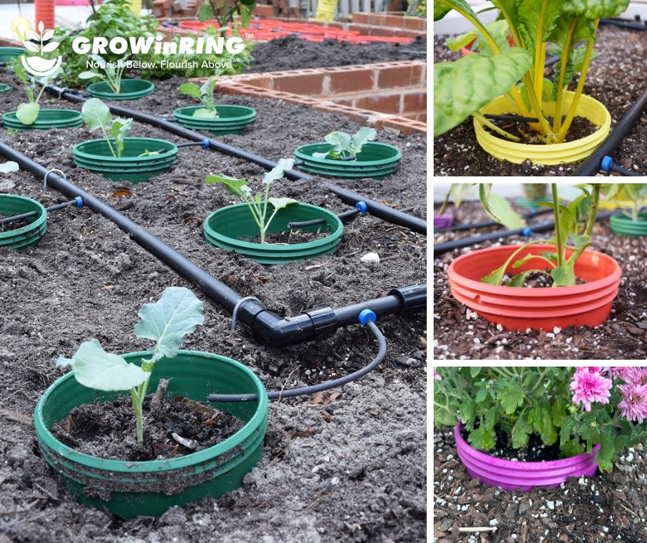 Grow Rings, 7 inches, Multicolor - 12 pack