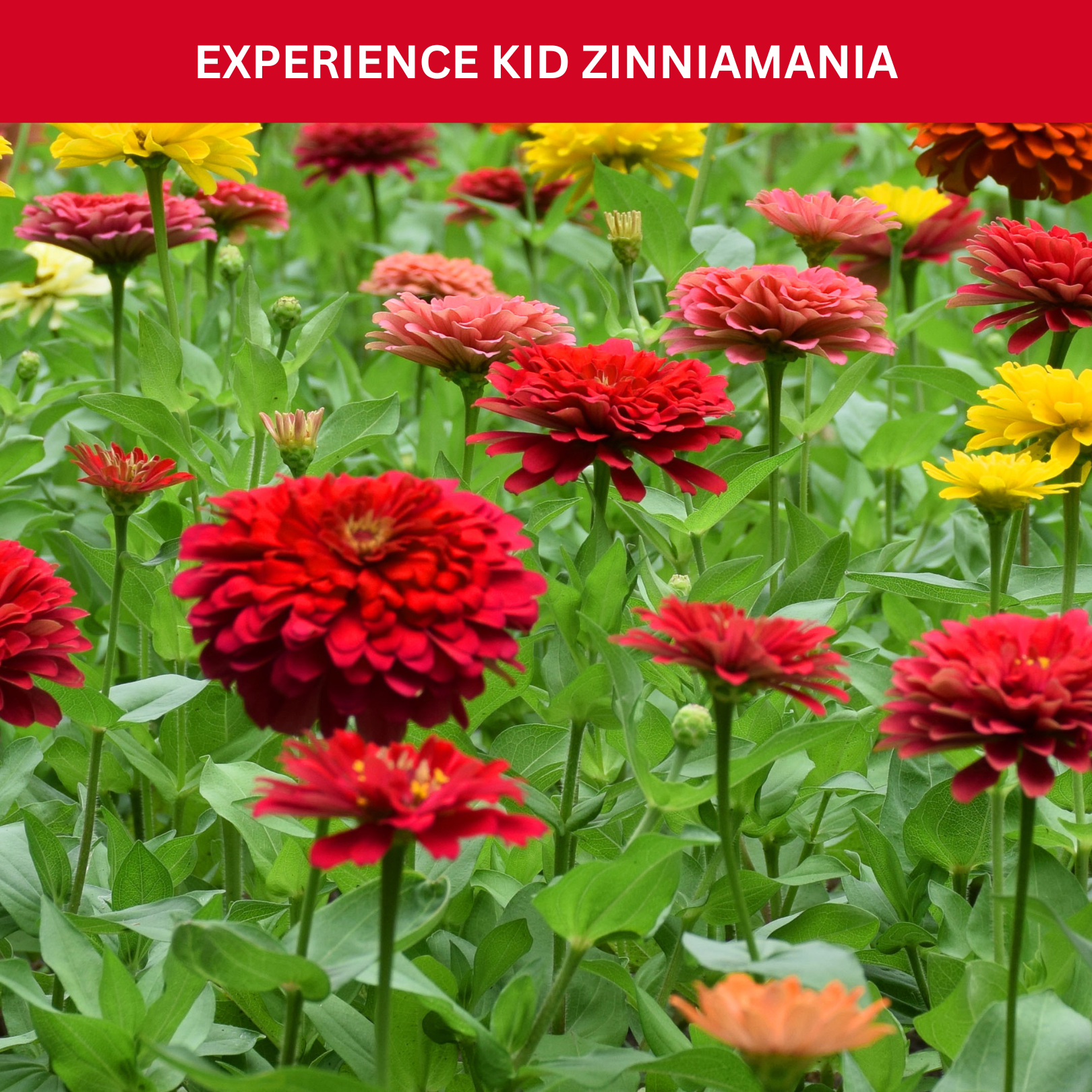 Kids Outdoor Zinnia Garden Kit