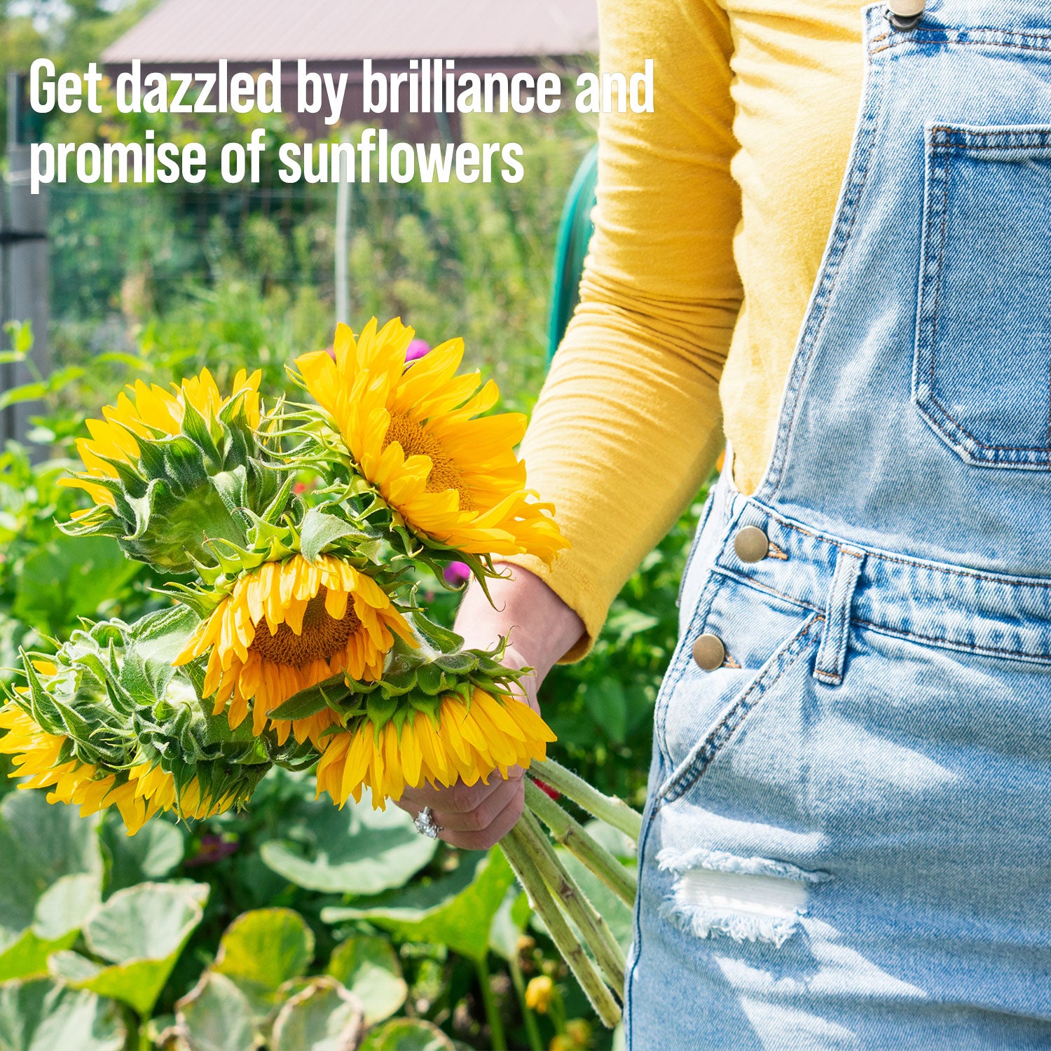 Sunflower Garden Kit – Rooted Promise