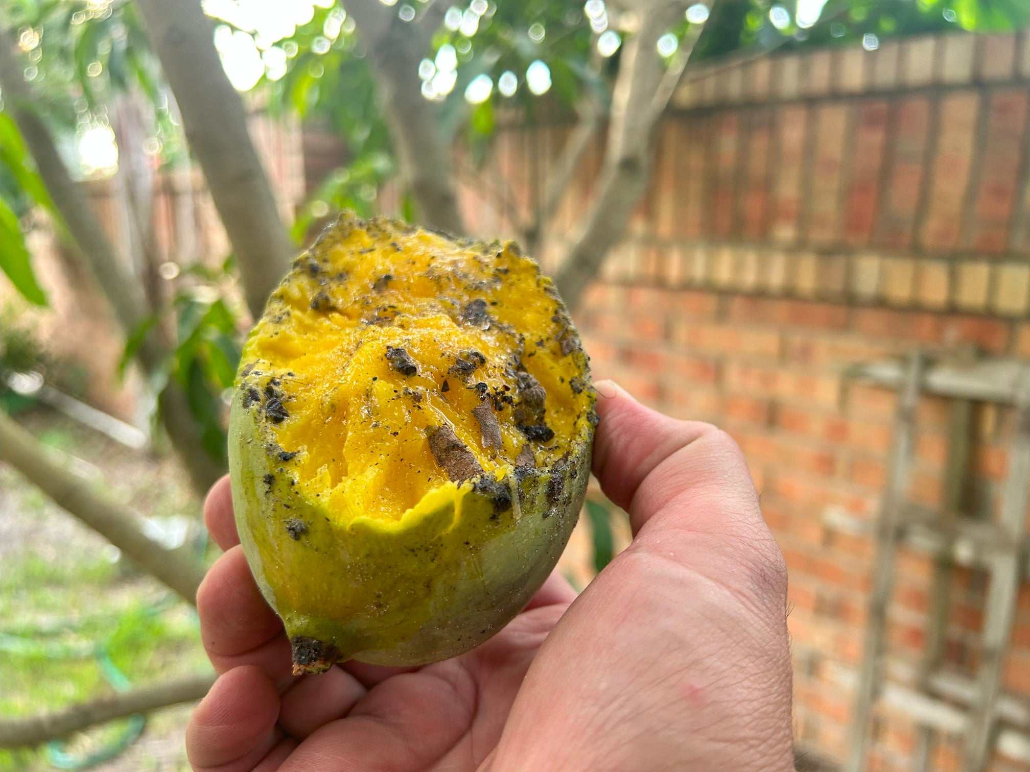 Fruit Cage, Small, 4x5, Made in USA