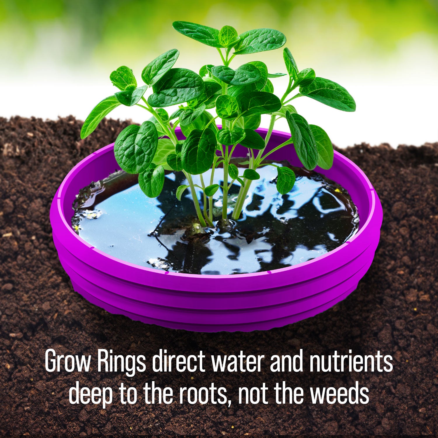 Purple Grow Rings
