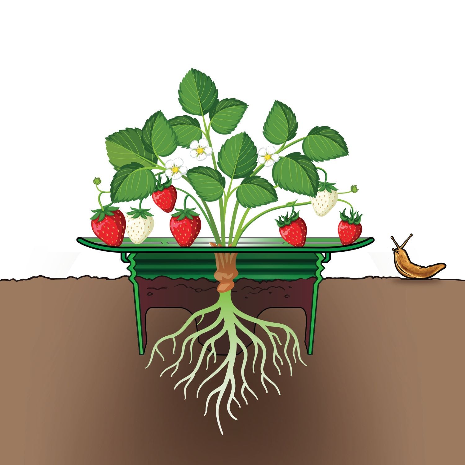 Strawberry Support Kit, Pack of 4 – Rooted Promise