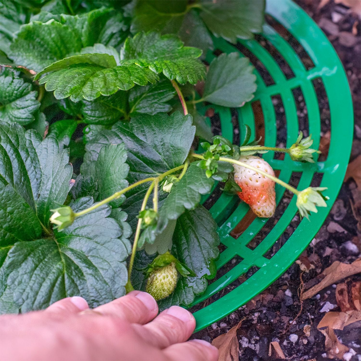 Strawberry Support Kit, Pack of 4