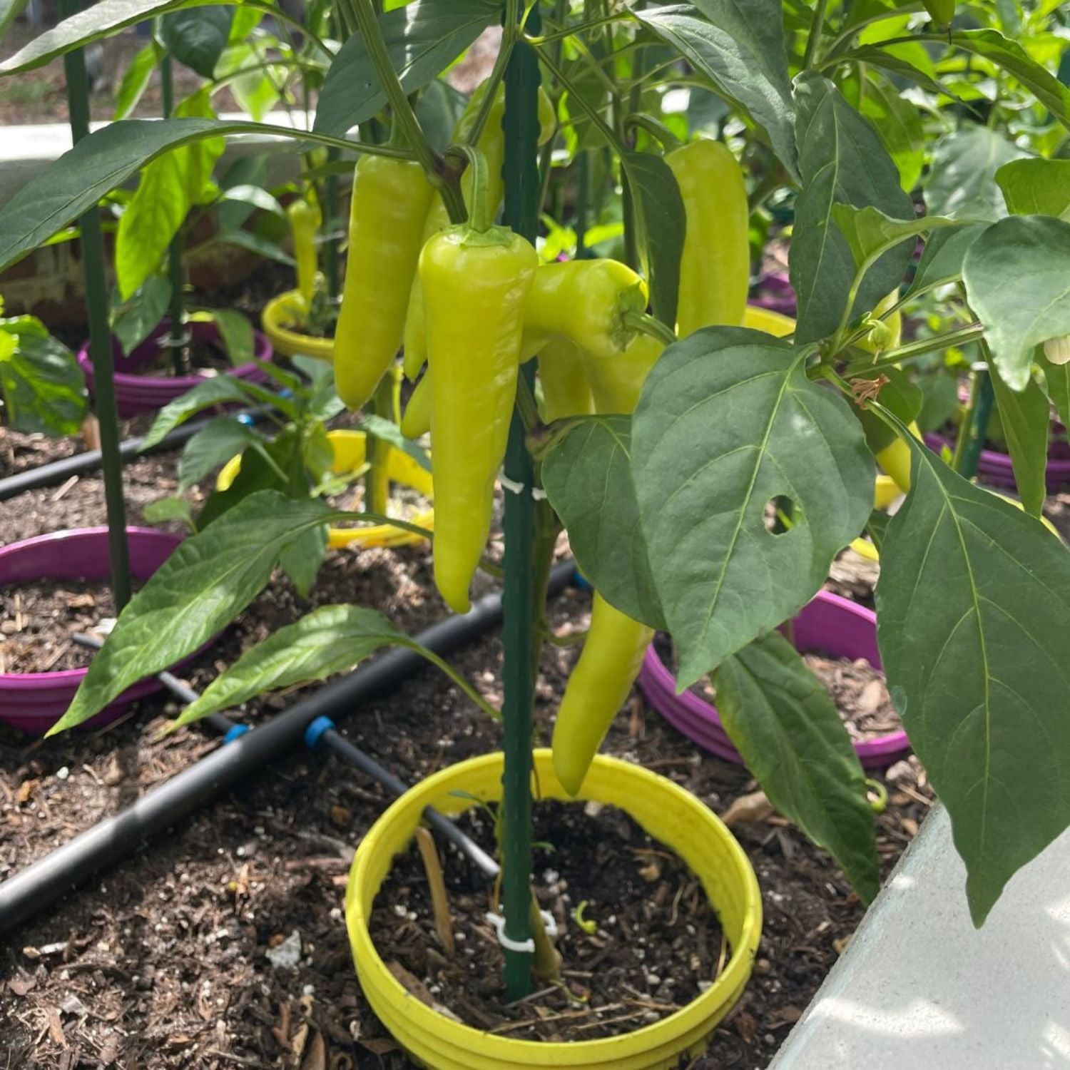 Grow Rings, 7 inches, Yellow - 6 Pack