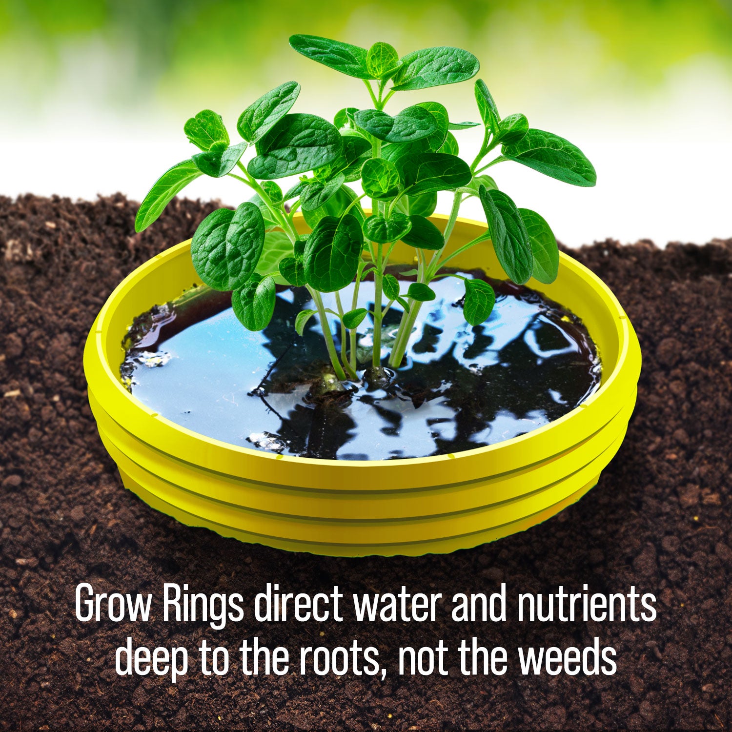 Yellow Grow Rings