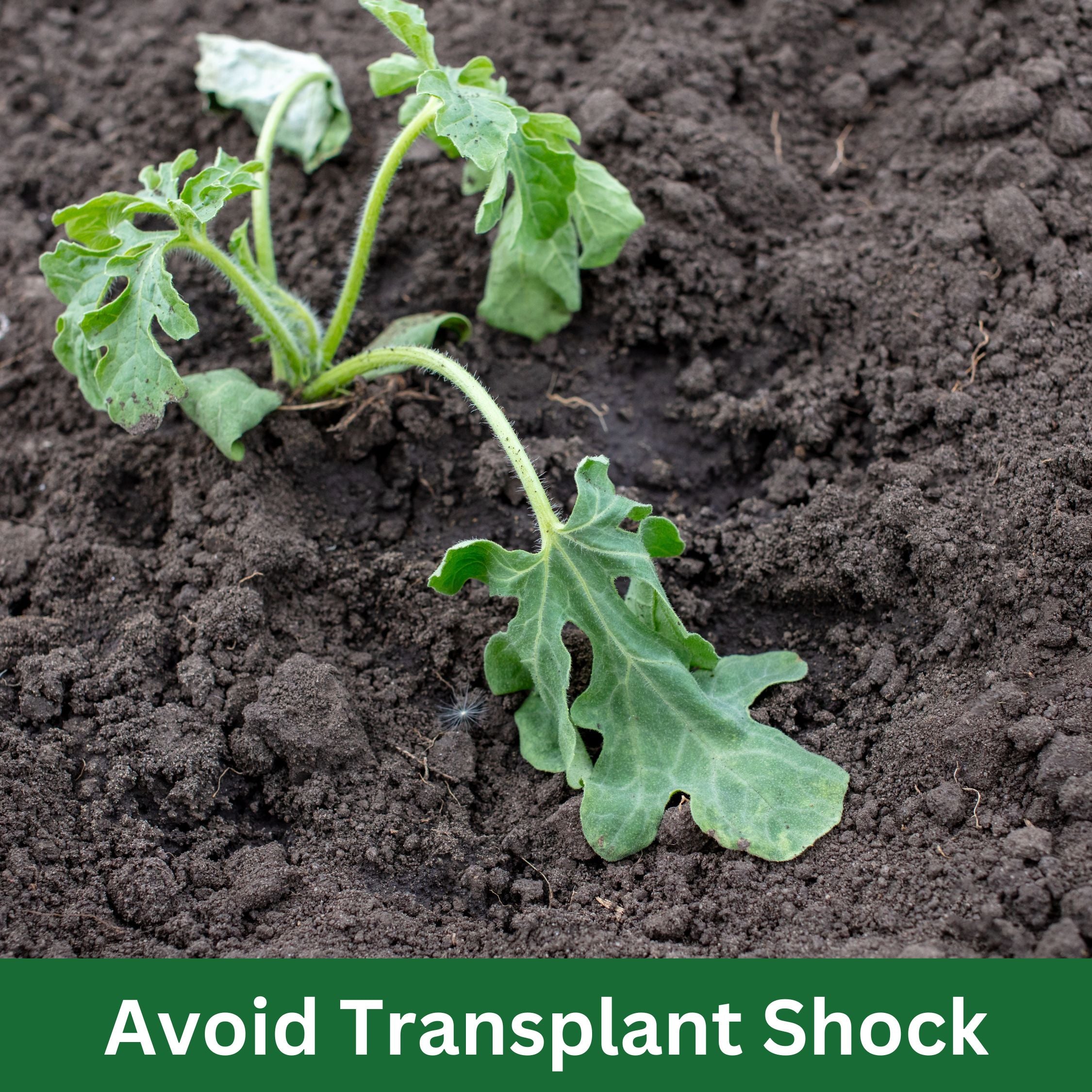 Germination Kit - 4 Pack - Yellow