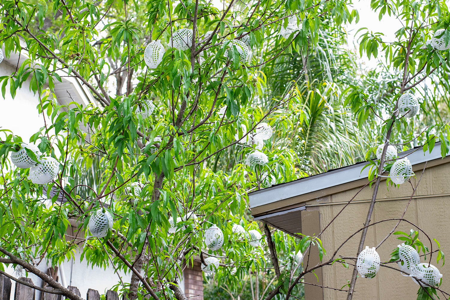 Fruit Cage, Small, 4x5, Made in USA