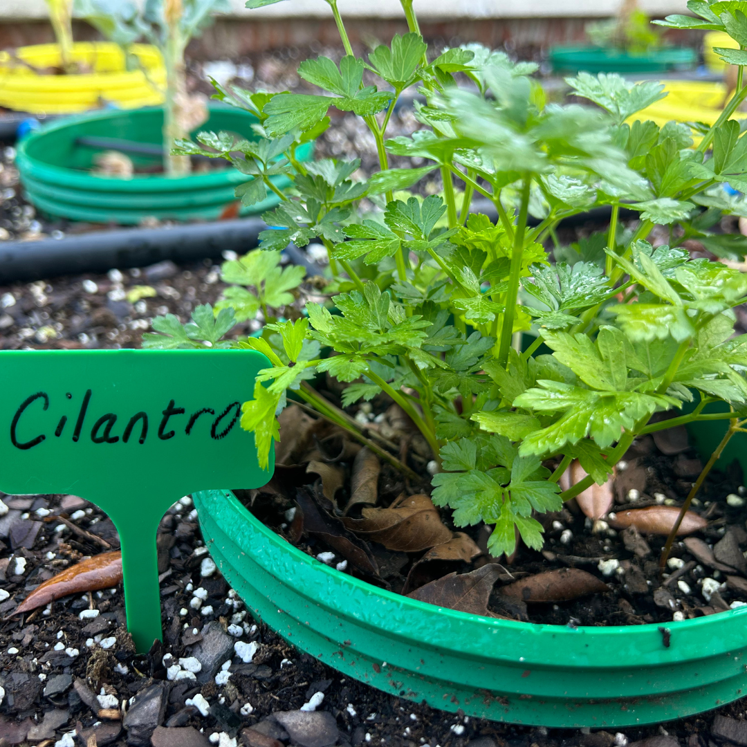 Plant Markers, 100 count