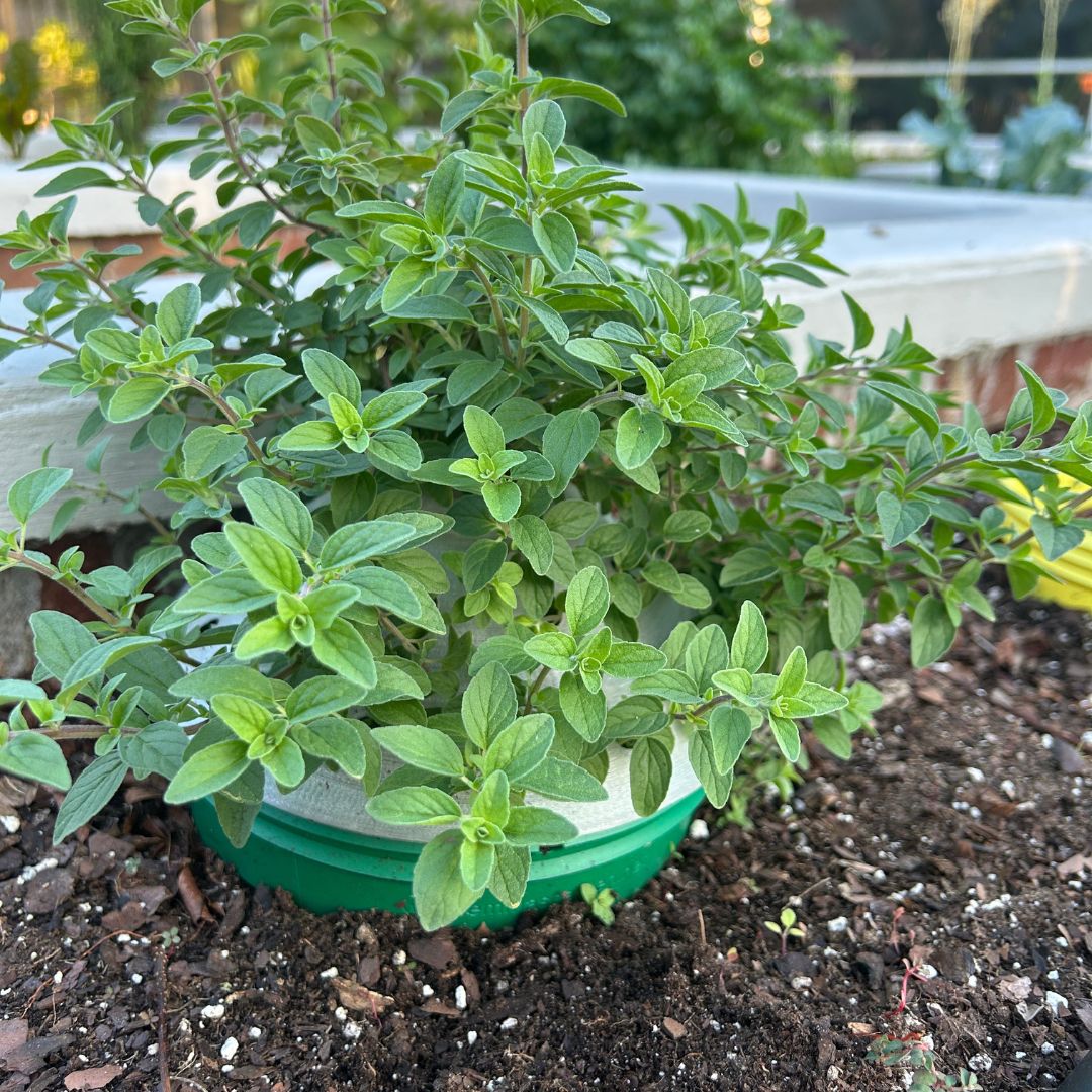 Greenhouse Domes, 7 inches - 6 pack