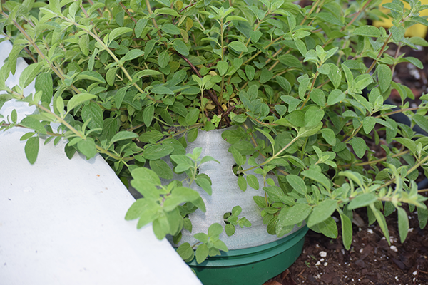 Greenhouse Domes, 7 inches - 6 pack