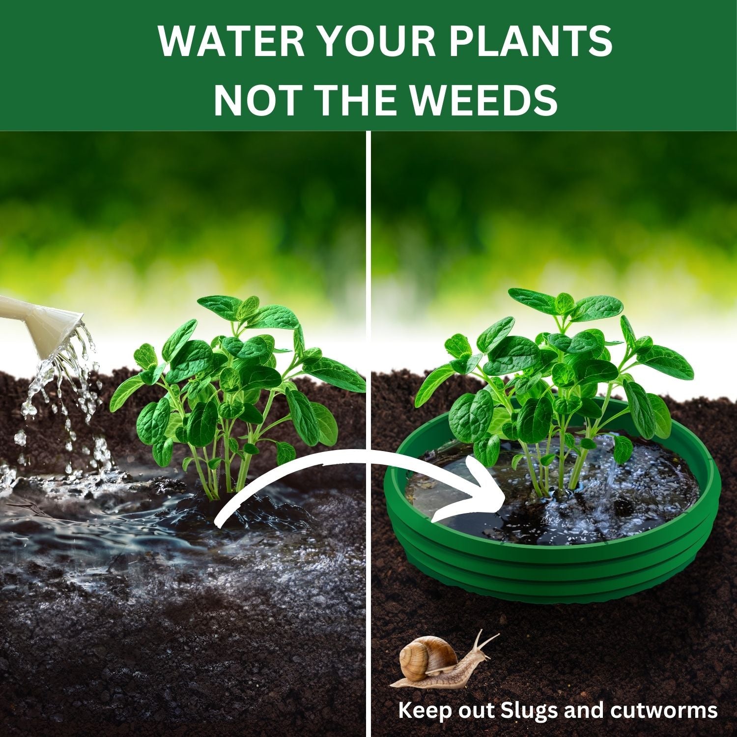 Grow Rings, 7 inches, Multicolor - 12 pack