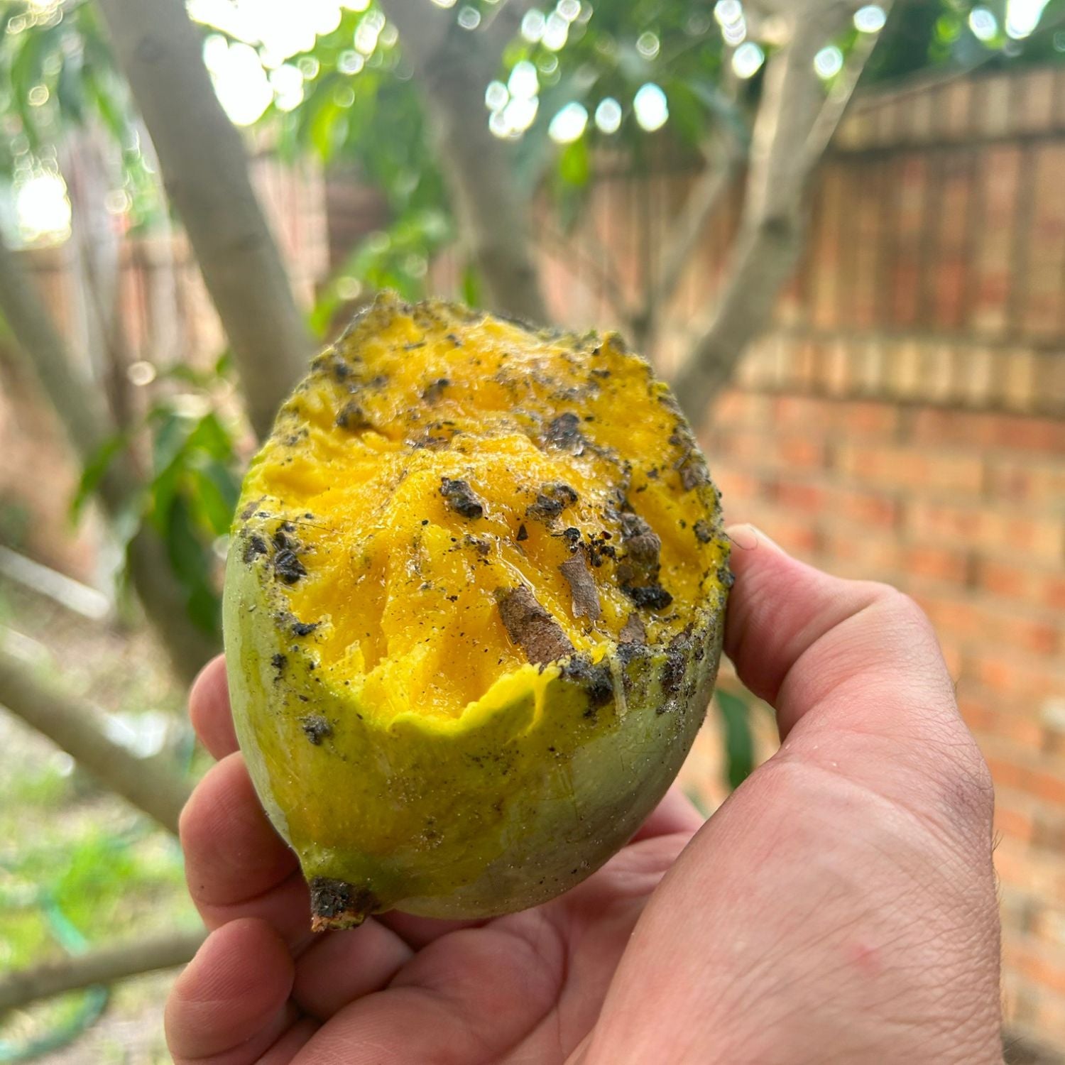 Fruit Cage, Large, 5x8, Made in USA